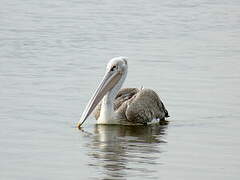 Pink-backed Pelican