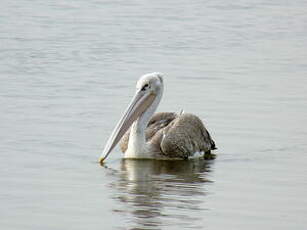 Pélican gris