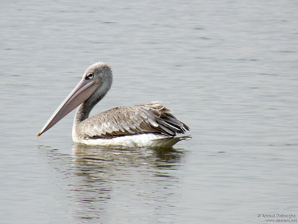 Pélican gris