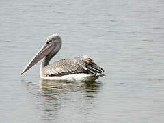 Pink-backed Pelican