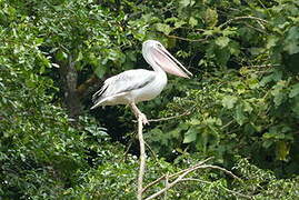 Pink-backed Pelican