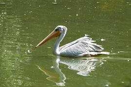 Pink-backed Pelican