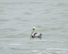 Peruvian Pelican