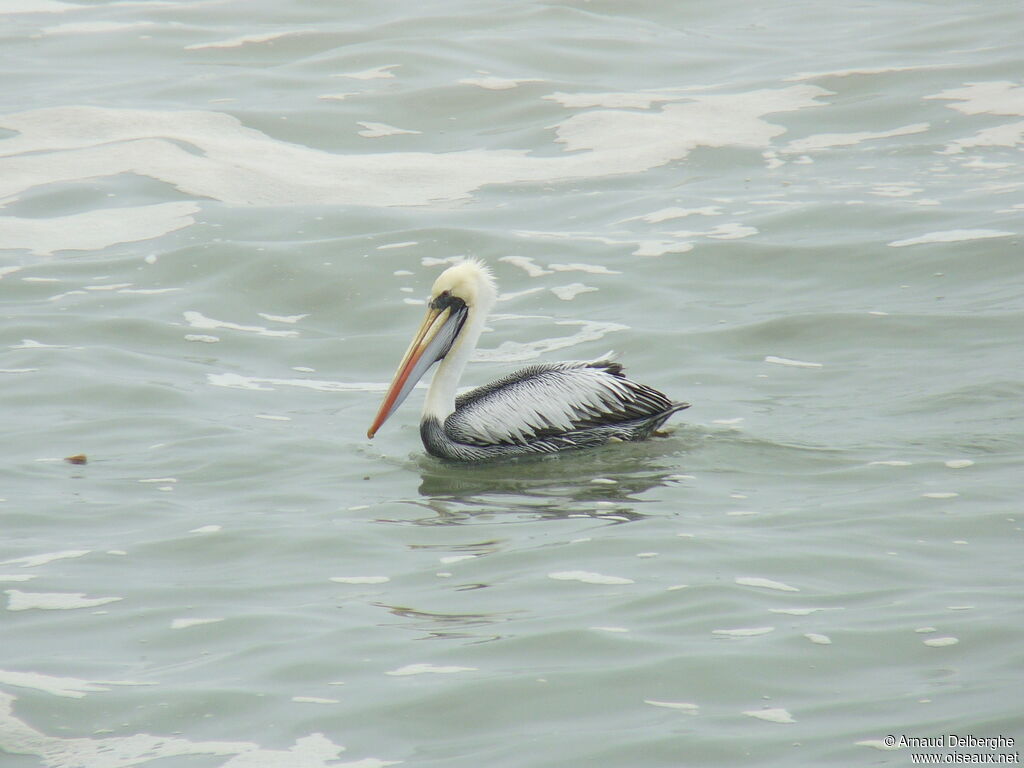 Peruvian Pelican