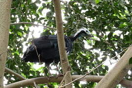 Blue-throated Piping Guan