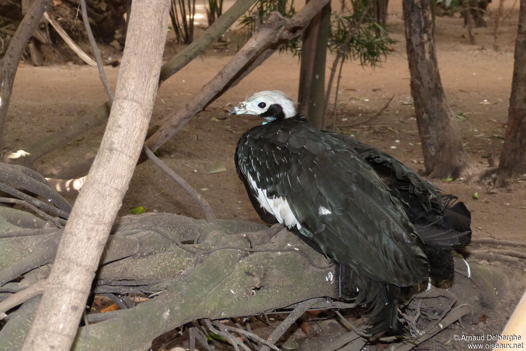 Blue-throated Piping Guan