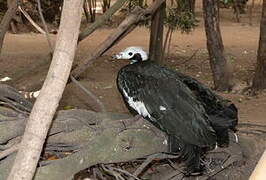 Blue-throated Piping Guan