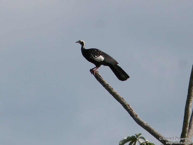 Blue-throated Piping Guan