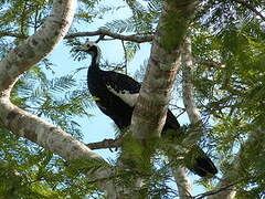 Blue-throated Piping Guan