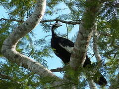 Blue-throated Piping Guan