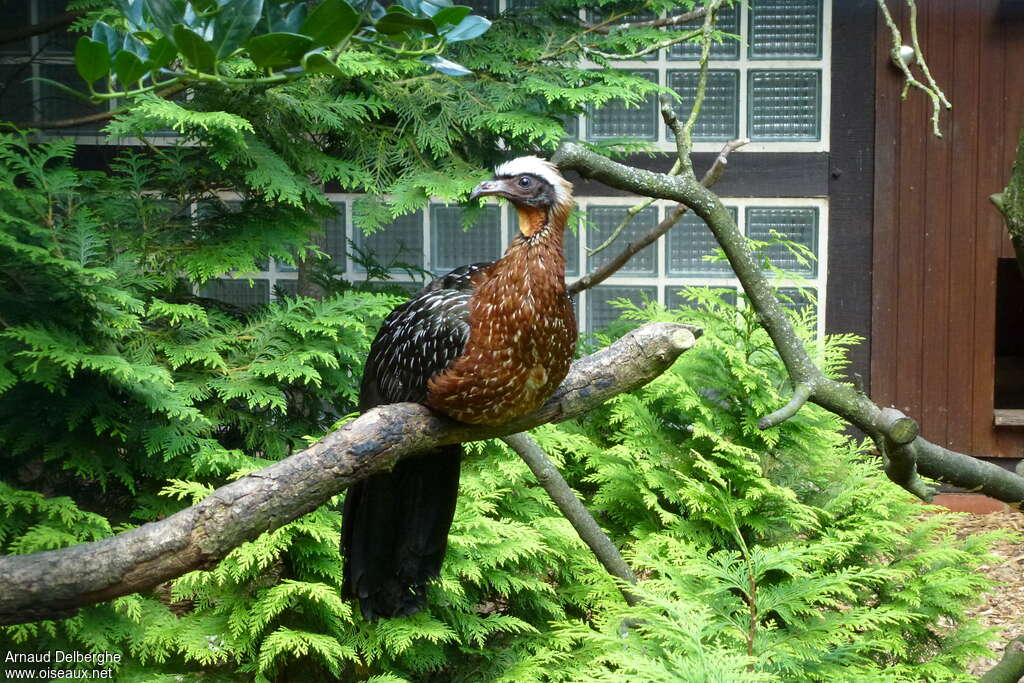 White-crested Guanadult, identification