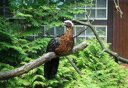 White-crested Guan