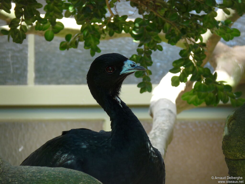 Wattled Guanadult