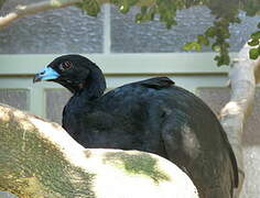 Wattled Guan