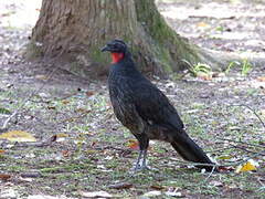 Rusty-margined Guan