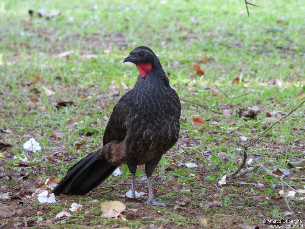 Rusty-margined Guan