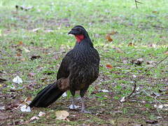 Rusty-margined Guan