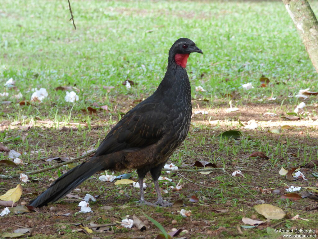 Rusty-margined Guan