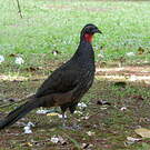Pénélope péoa