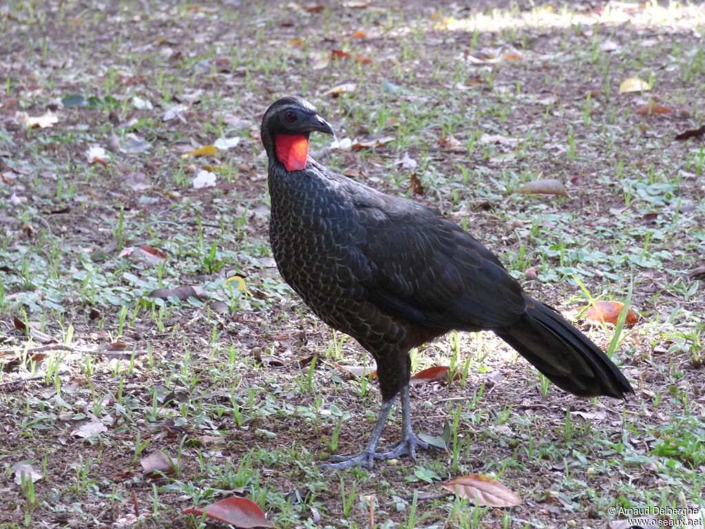 Rusty-margined Guan