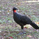 Pénélope péoa