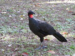 Rusty-margined Guan