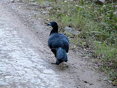 Black Guan