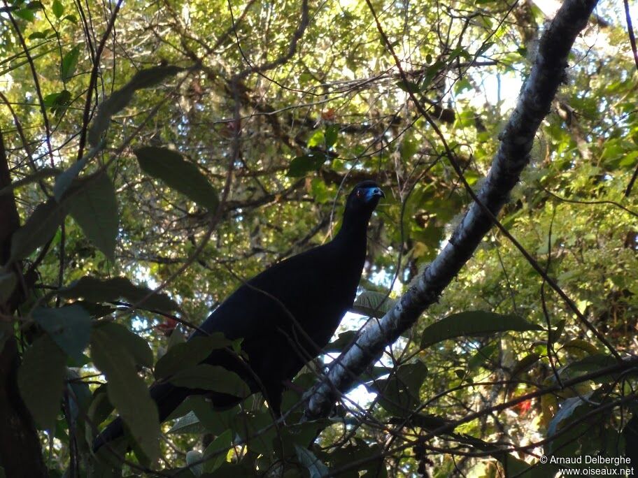 Black Guan