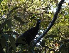 Black Guan