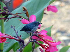 Slaty Flowerpiercer