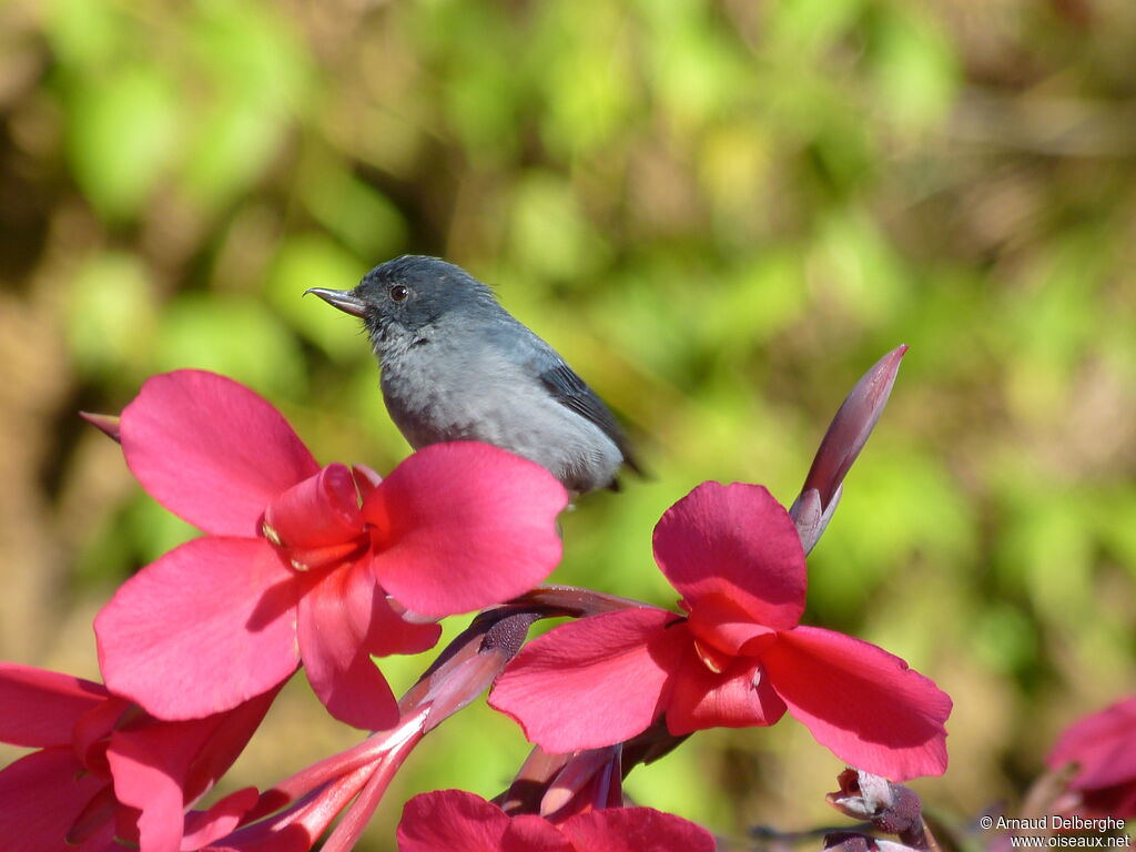 Slaty Flowerpiercer