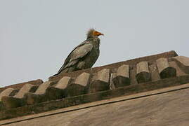 Egyptian Vulture