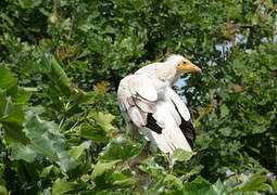 Egyptian Vulture