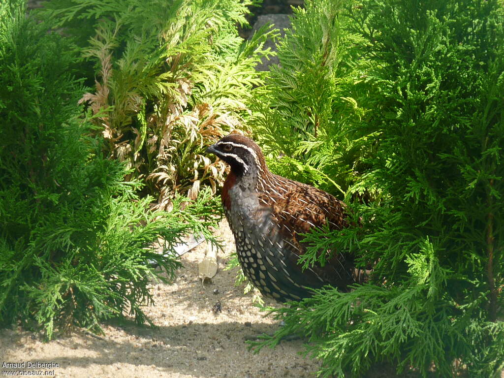 Madagascan Partridge male adult, identification