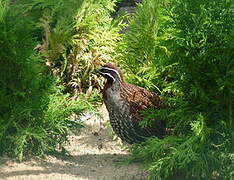 Madagascar Partridge