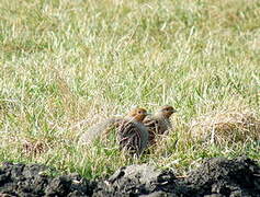 Grey Partridge