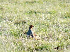 Grey Partridge