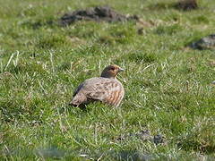 Grey Partridge