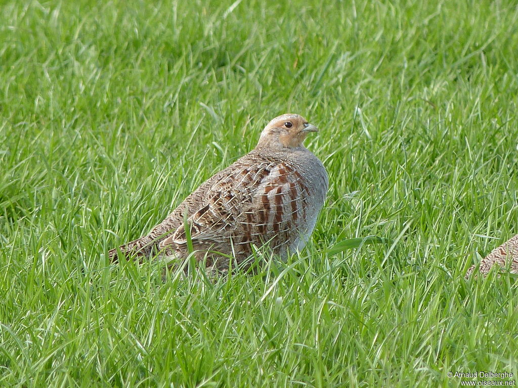 Grey Partridge