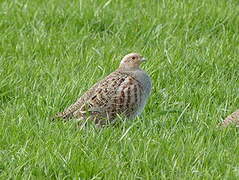 Grey Partridge