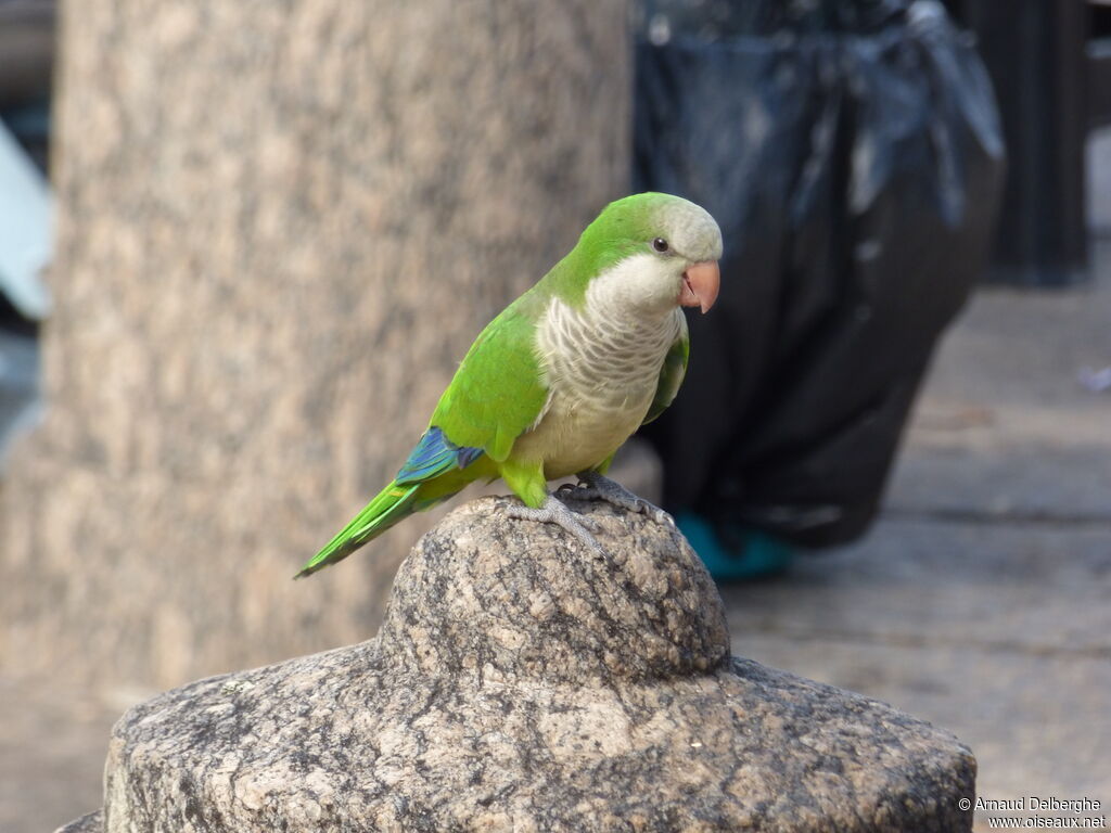 Monk Parakeet