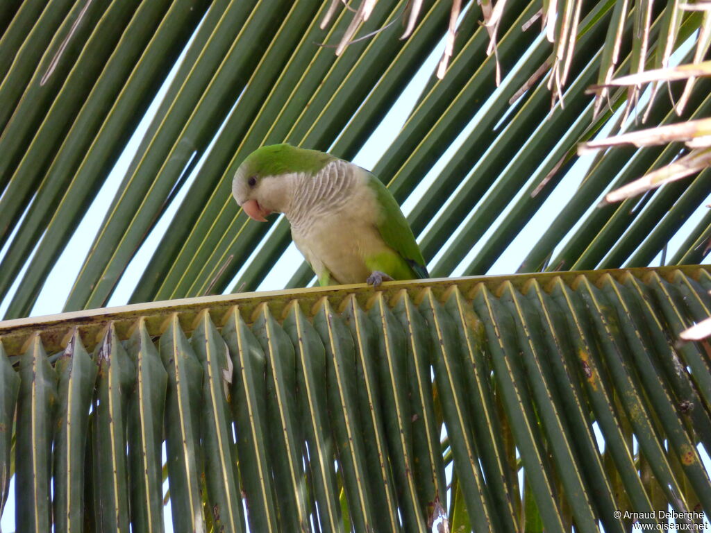 Monk Parakeet