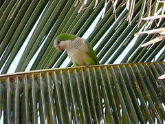 Monk Parakeet