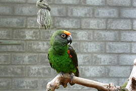 Red-fronted Parrot