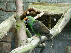 Red-fronted Parrot