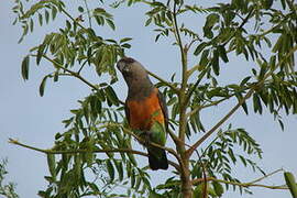 Red-bellied Parrot