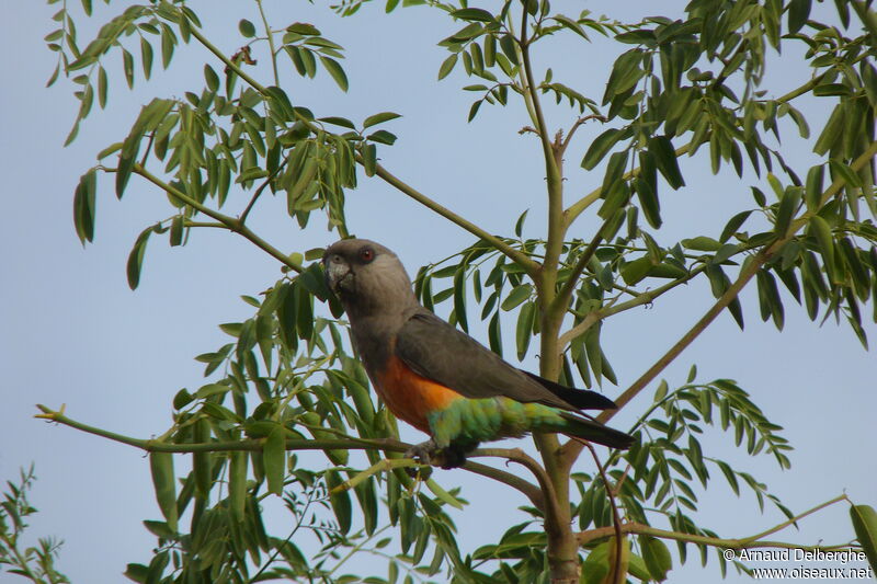 Red-bellied Parrot