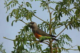 Red-bellied Parrot