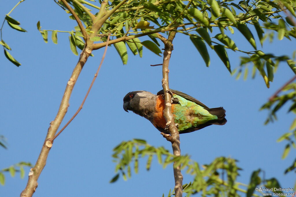 Red-bellied Parrot