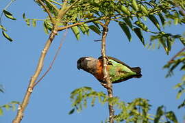 Red-bellied Parrot